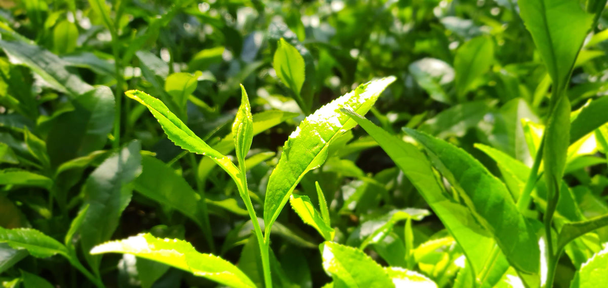 Okumidori (おくみどり)